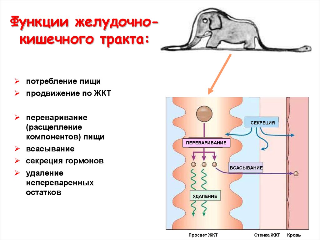 Схема продвижения пищи по пищеварительному тракту