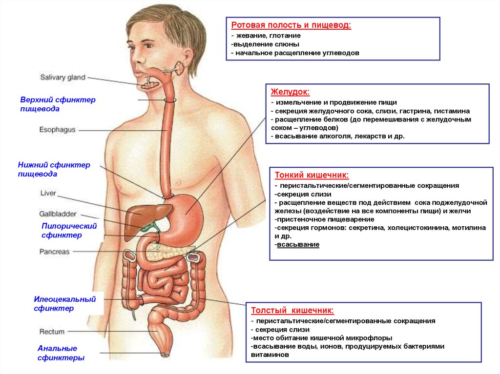 Перечислите процессы пищеварения у человека. Схема пищеварения в ротовой полости в желудке. Отделы ЖКТ схема. Строение ЖКТ человека схема. Схема желудочного тракта человека.