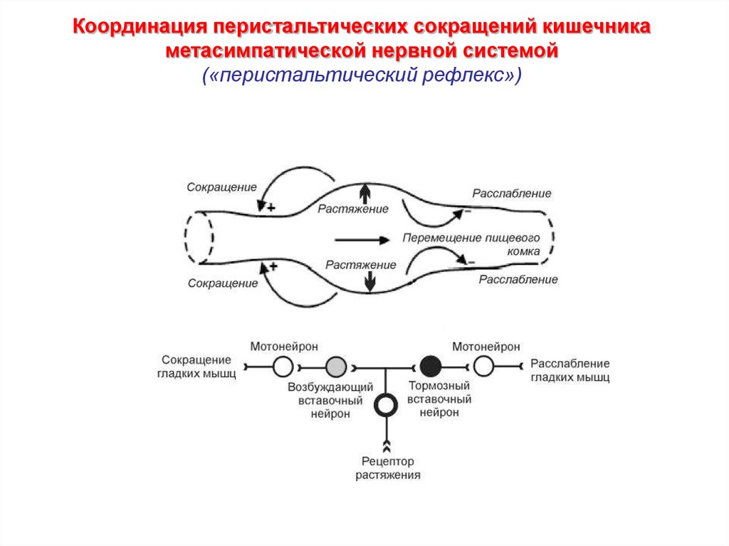 Сокращение нервной системы. Схема рефлекторной дуги метасимпатической нервной системы. Метасимпатический отдел вегетативной нервной системы схема. Схема перистальтического рефлекса. Перистальтический рефлекс физиология.