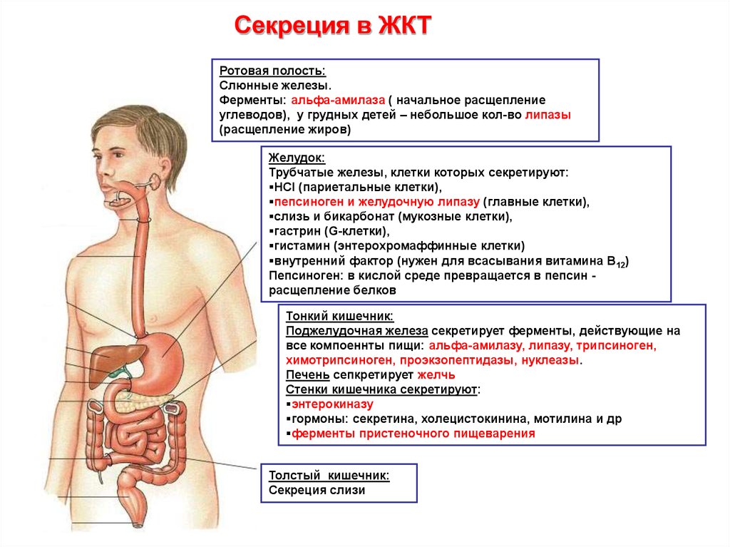 Функций пищеварительного канала