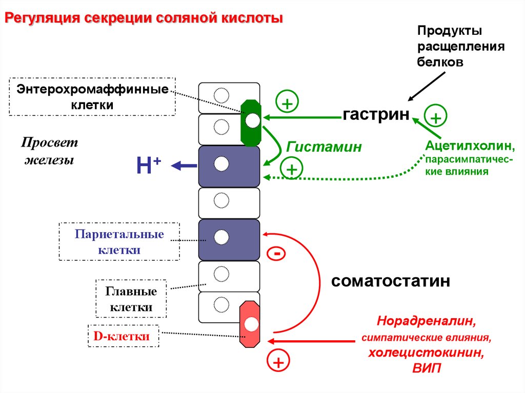 Образование соляной кислоты. Схема регуляции желудочной секреции соляной кислоты. Регуляции желудочной секреции соляной кислоты. Регуляция секреции соляной кислоты в желудке. Механизм регуляции соляной кислоты.