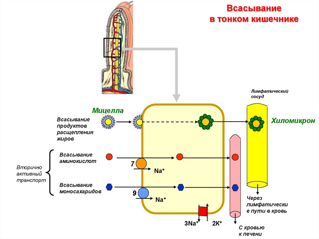 Как осуществляется процесс всасывания питательных. Механизм всасывания жиров в тонком кишечнике. Схема всасывания в тонкой кишке. Механизмы всасывания жиров физиология. Схему всасывания веществ в тонком кишечнике.