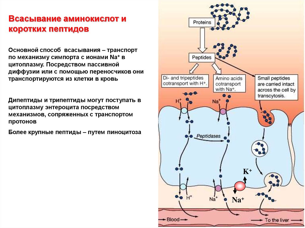 Пассивное всасывание. Механизм всасывания аминокислот. Механизм всасывания аминокислот схема. Пути всасывания аминокислот в кишечнике. Система переноса аминокислот физиология.