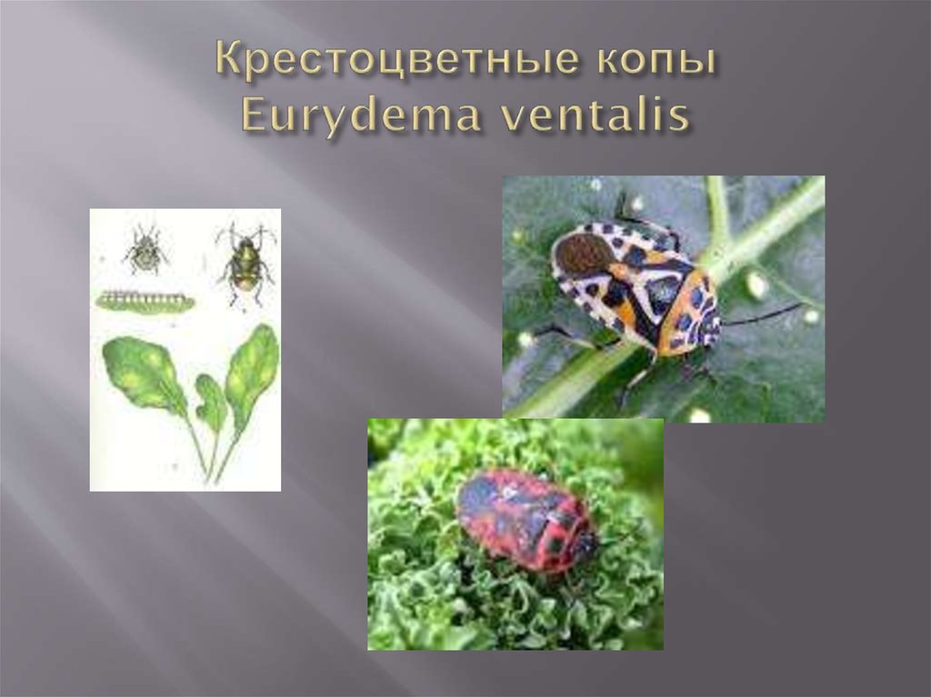 Крестоцветные копы Eurydema ventalis
