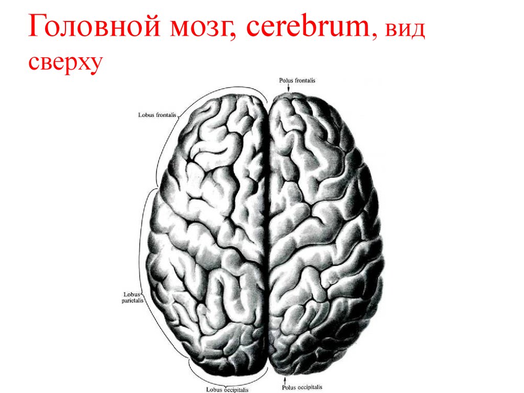 Виды мозга. Мозг вид сверху. Строение головного мозга вид сверху. Мозг человека сверху. Картинка 4 человека сверху мозг.