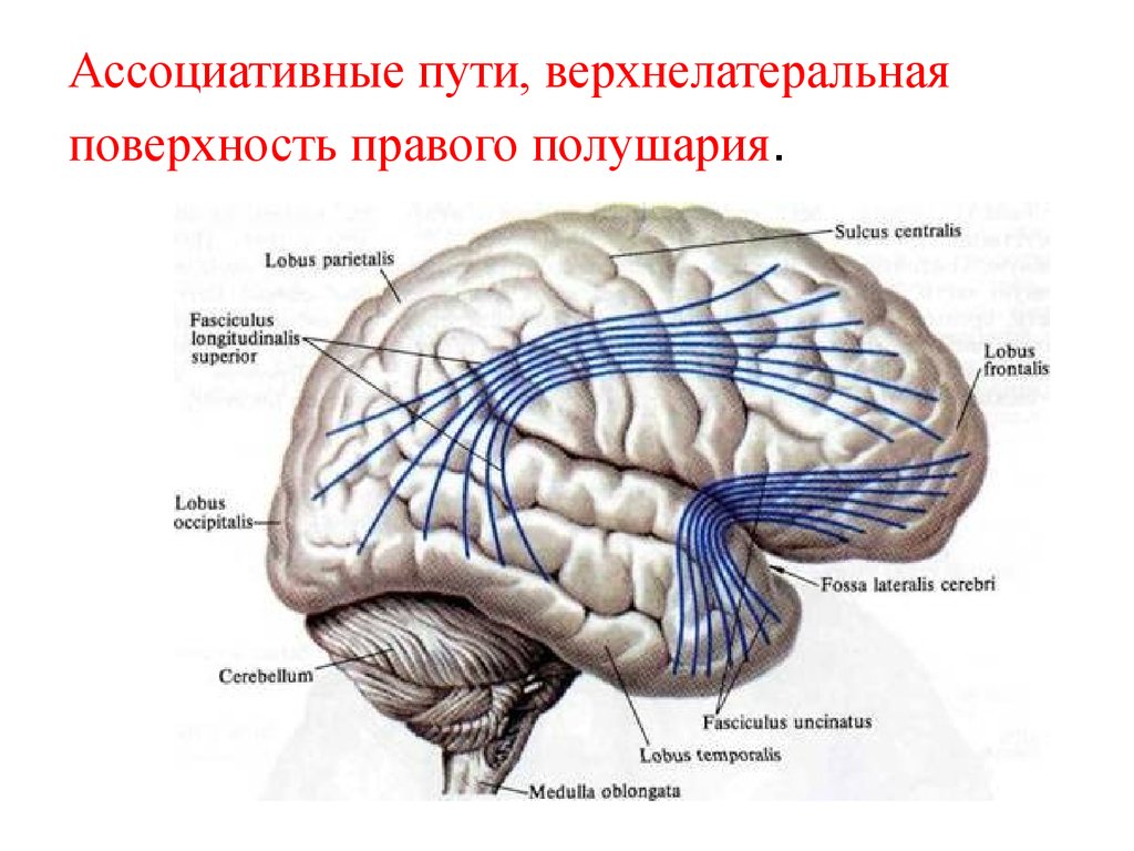 Проведенные на головном мозге. Ассоциативные волокна конечного мозга. Ассоциативные волокна белого вещества полушарий. Нервные волокна головного мозга. Волокна коры головного мозга.