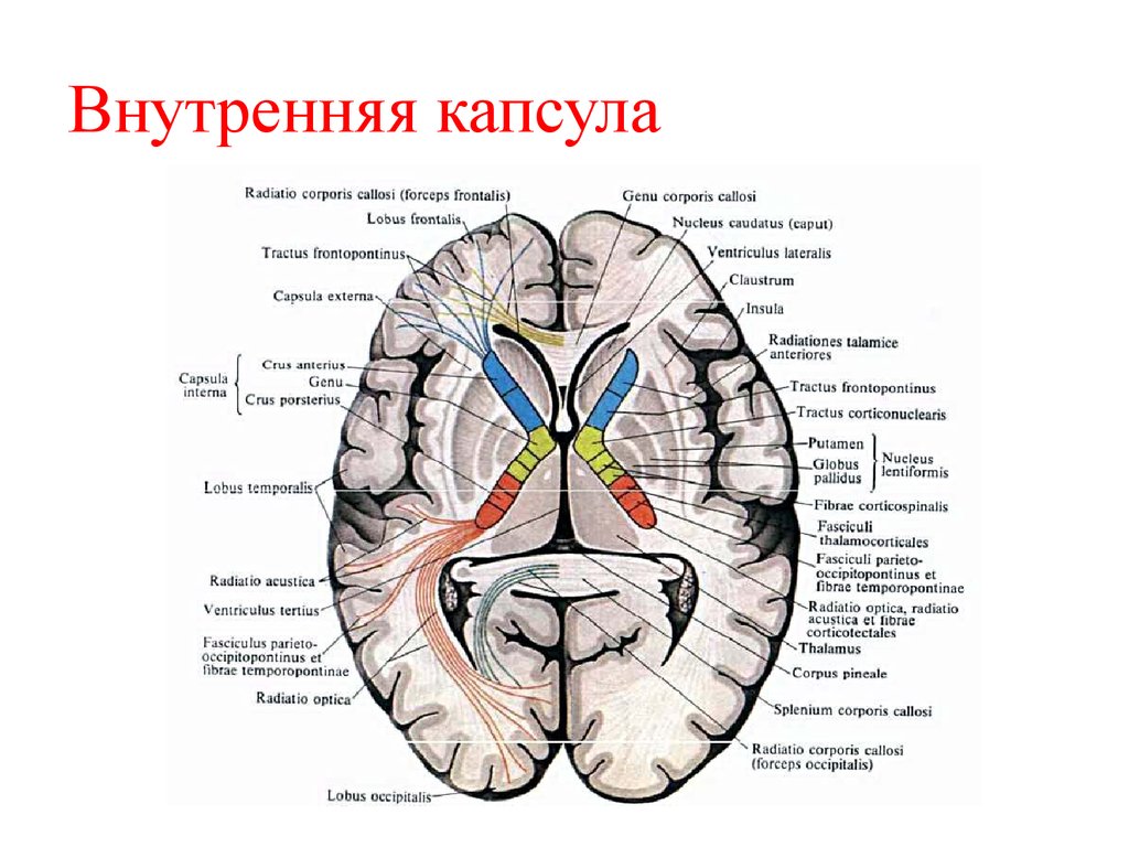 Внутренние признаки головного мозга. Внутренняя капсула мозга. Строение внутренней капсулы головного мозга. Внутренняя капсула конечного мозга. Схема внутренней капсулы головного мозга.