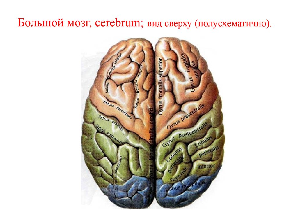 Двигательная зона головного мозга