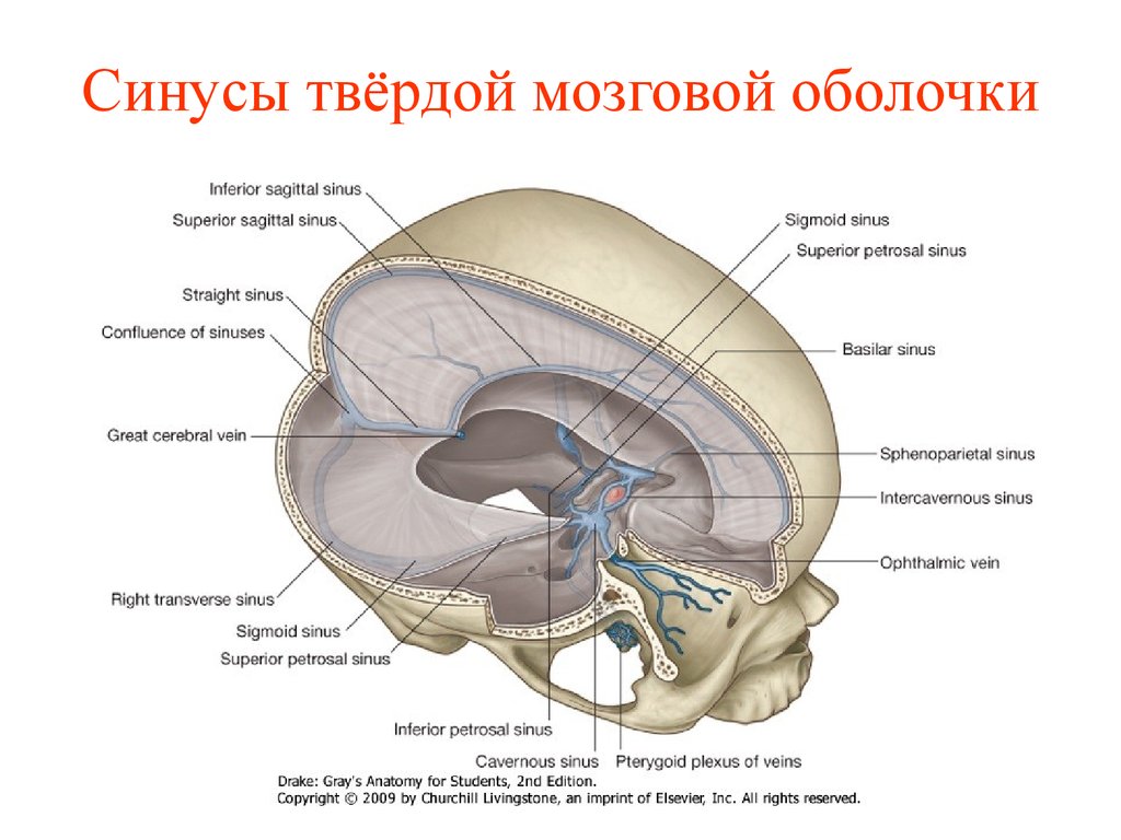 Длинные отростки головного мозга