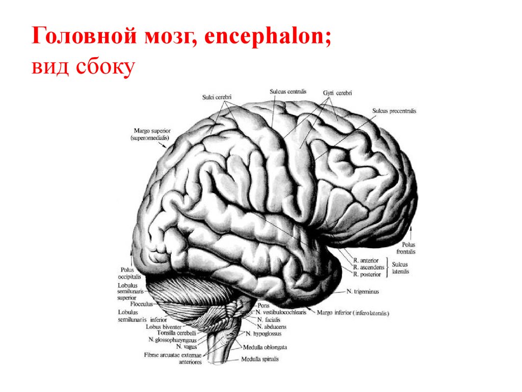 Виды мозга. Строение головного мозга вид сбоку. Головной мозг вид сбоку анатомия. Головной мозг вид сбоку боковая щель. Схема строения головного мозга вид сбоку.