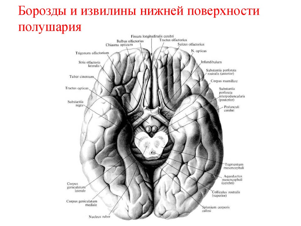 Складчатая поверхность головного мозга. Борозды нижней поверхности мозга. Борозды и извилины нижней поверхности. Борозды и извилины головного мозга нижняя поверхность. Борозды и извилины нижней поверхности полушария большого мозга.