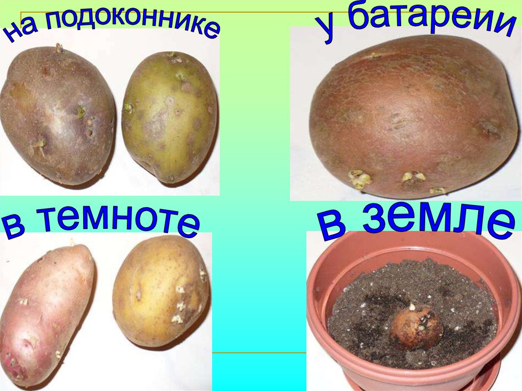 Проращивать картофель в темноте или на свету