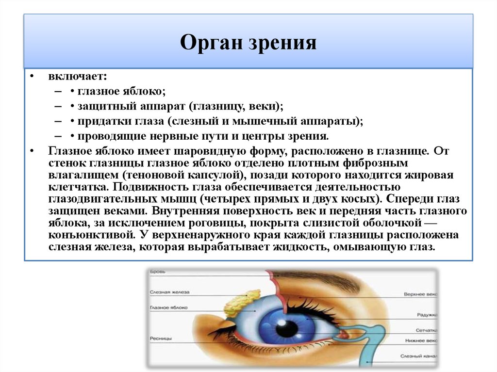 Фактическое зрение. Органы чувств анатомия глаз. Органы чувств глазное яблоко. Веки глазница защитный аппарат глазного яблока. Вывод строение органа зрения.
