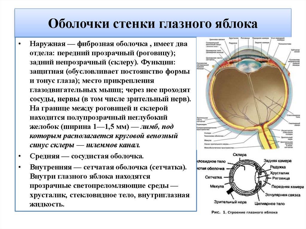 Оболочки глазного яблока у человека. Функции оболочек глазного яблока. Фиброзная оболочка глазного яблока анатомия. Тканевый состав оболочек глазного яблока. Оболочки глазного яблока строение и функции.