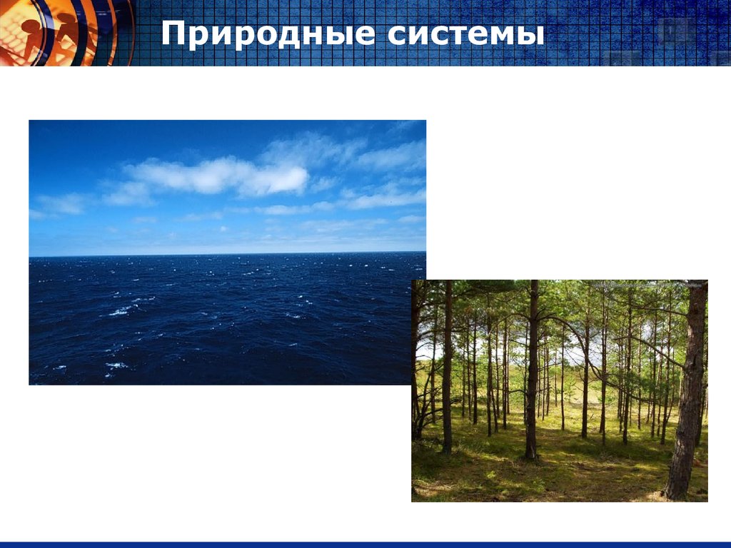 Выберите природную систему. Природные системы. Природные системы примеры. Природными системами являются. Целостность природной системы.