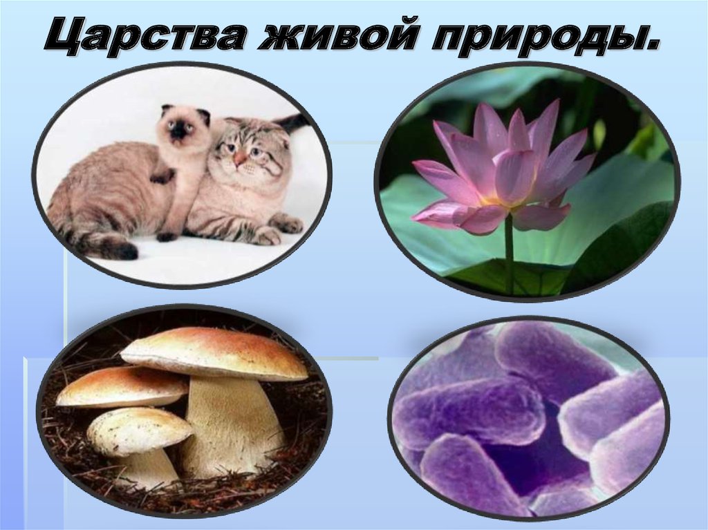 Живые организмы картинки