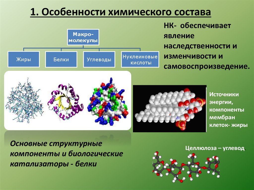 1 органические вещества организмов. Особенности химического состава живых организмов. Химические соединения клетки. Химический состав клетки живых организмов. Химические соединения в живой клетке.