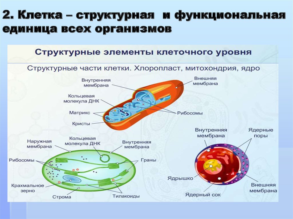 Клетка единица живого презентация