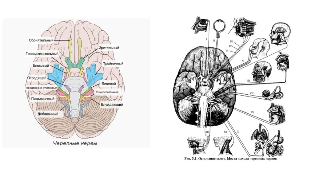 Черепные нервы рисунки