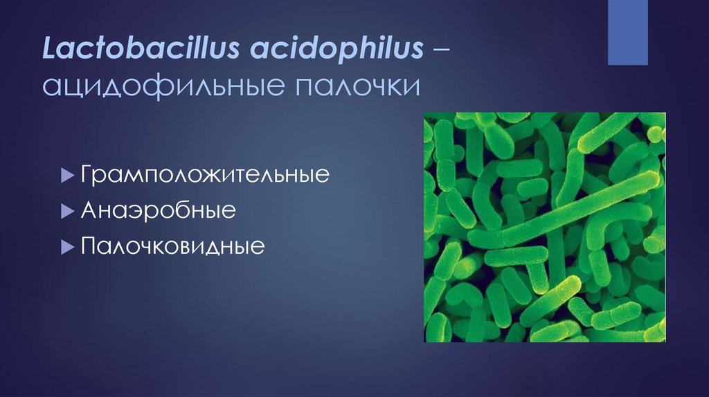 Лактобактерии это. Ацидофильные лактобактерии (Lactobacillus Acidophilus). Лактобациллы анаэробные. Анаэробные микроорганизмы грамположительные палочки. Lactobacillus Acidophilus под микроскопом.