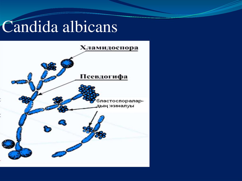 Candida albicans лечение