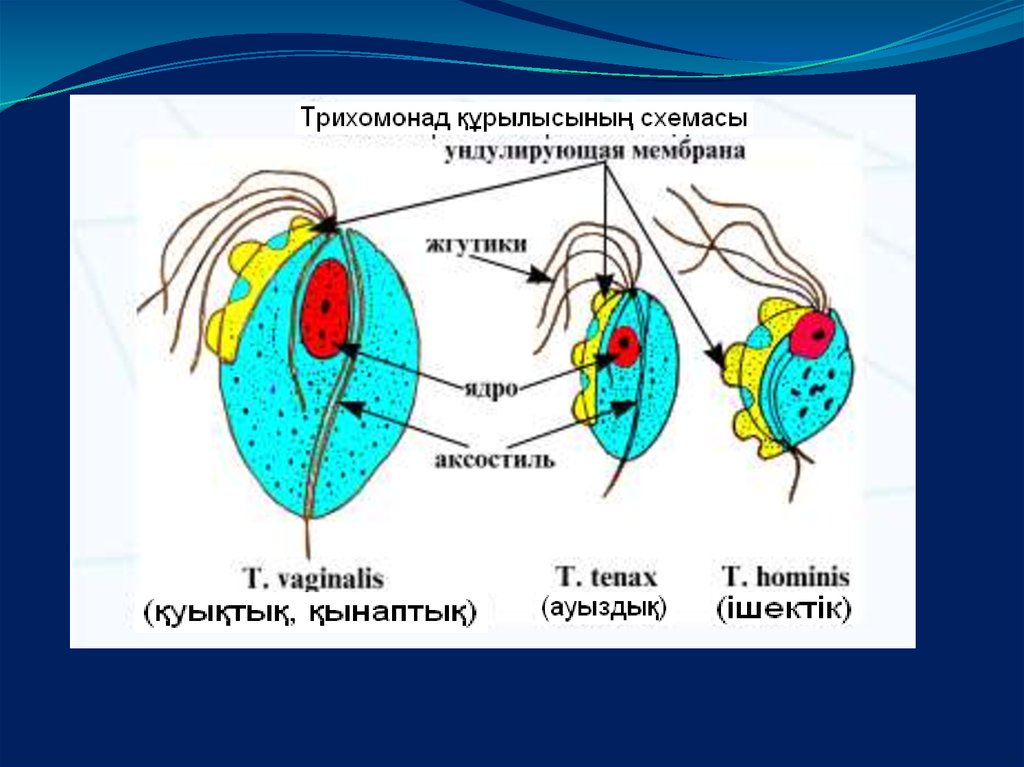 Трихомонада. Ротовая трихомонада строение. Схема строения трихомонады. Кишечная трихомонада строение. Trichomonas vaginālis строение.