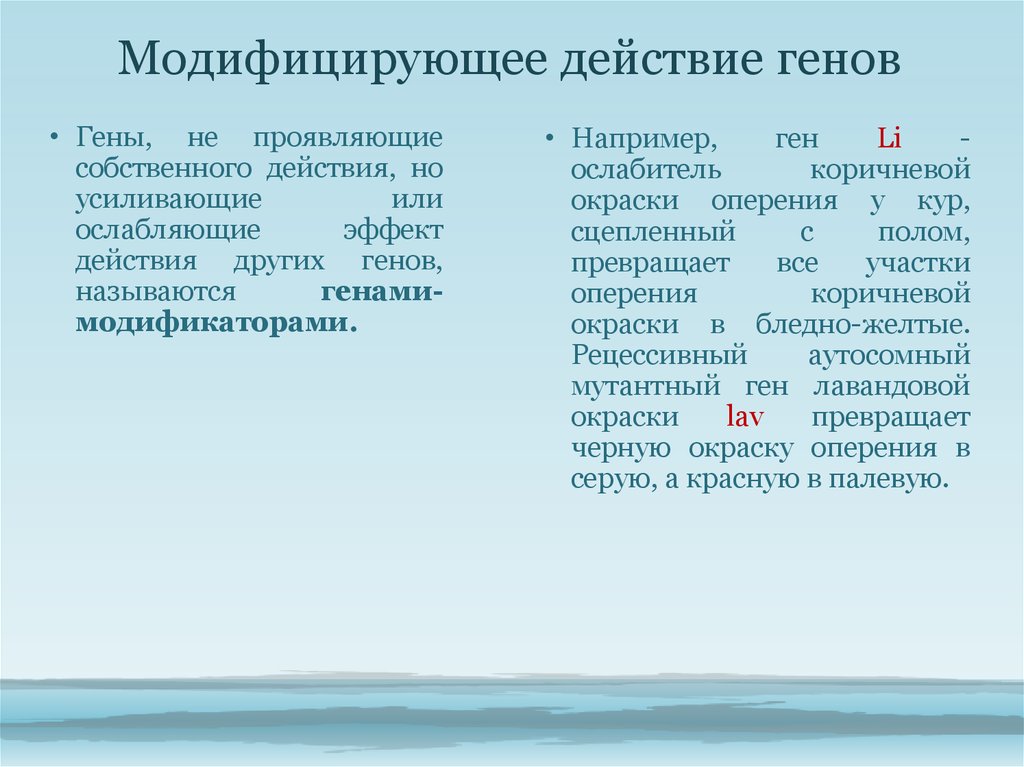 Какие гены проявляют свое действие в первом