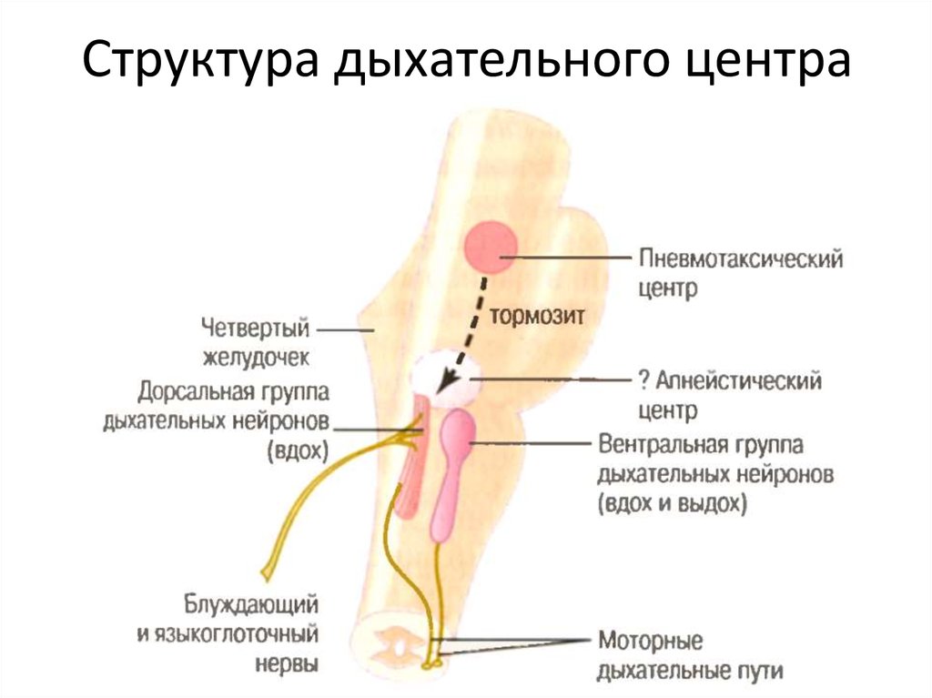 Центр строения. Дыхательный центр, его структура и функции. Строение дыхательного центра. Дыхательный центр, его локализация, структура и функции. Анатомическое строение дыхательного центра.