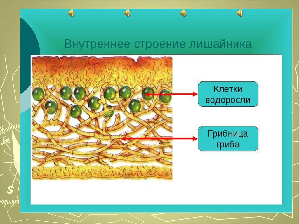 Лишайники функции гриба и водоросли. Клетки лишайника строение лишайника. Строение лишайника 7 класс биология. Схема строения лишайника. Внутреннее строение лишайников в поперечном разрезе.