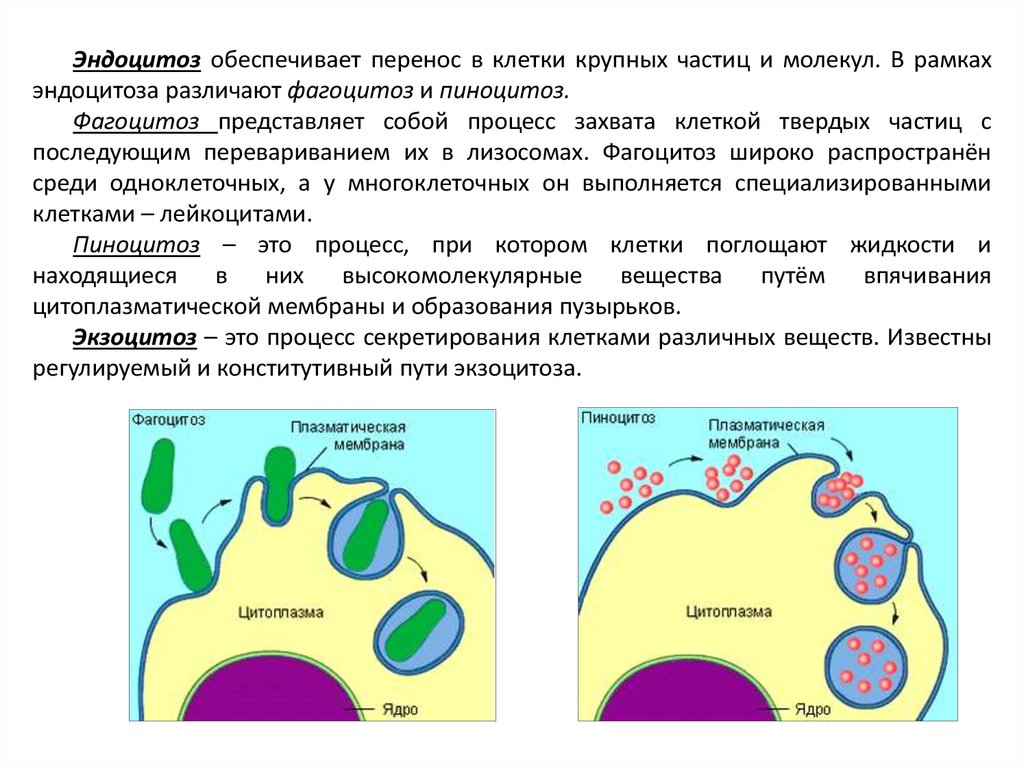 Поглощение клеткой твердых пищевых частиц. Плазматическая мембрана пиноцитоз. Процесс эндоцитоза схема. Схема эндоцитоза и экзоцитоза. Схема процессов фагоцитоза и пиноцитоза.