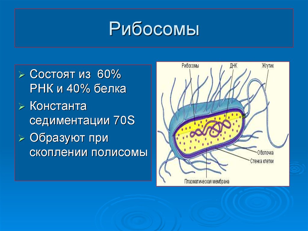 Структура бактериальной клетки микробиология презентация