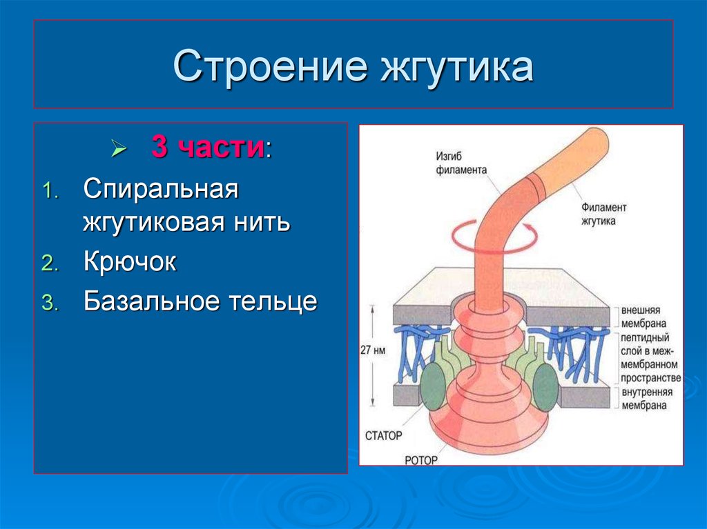 Строение жгутика эукариот