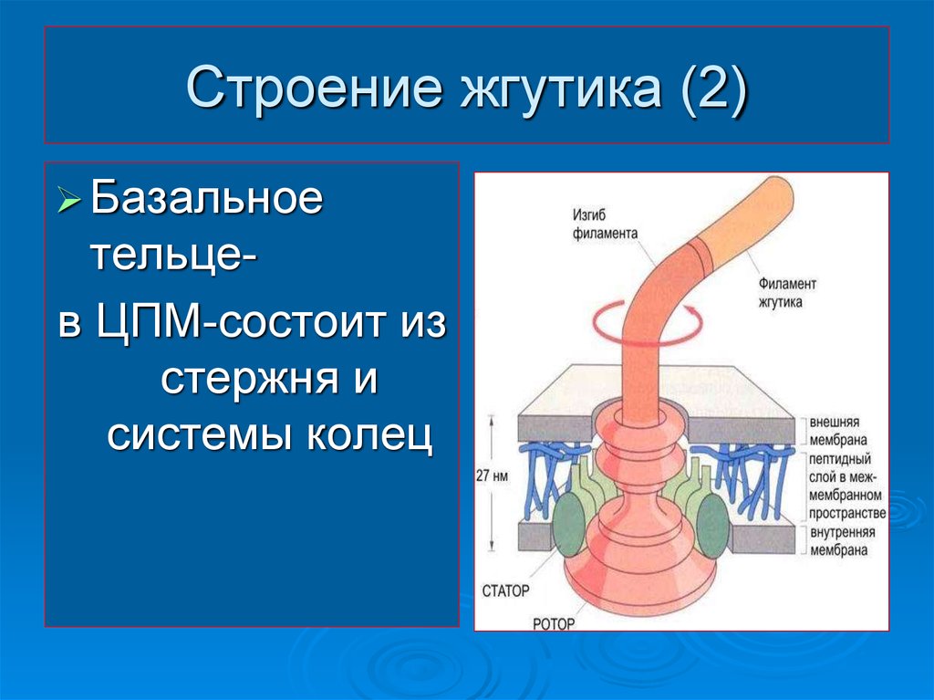 22 строение. Строение жгутика жгутиконосцев. Базальное тельце жгутика строение. Строение базального тельца. Базальное тельце жгутика бактерий.