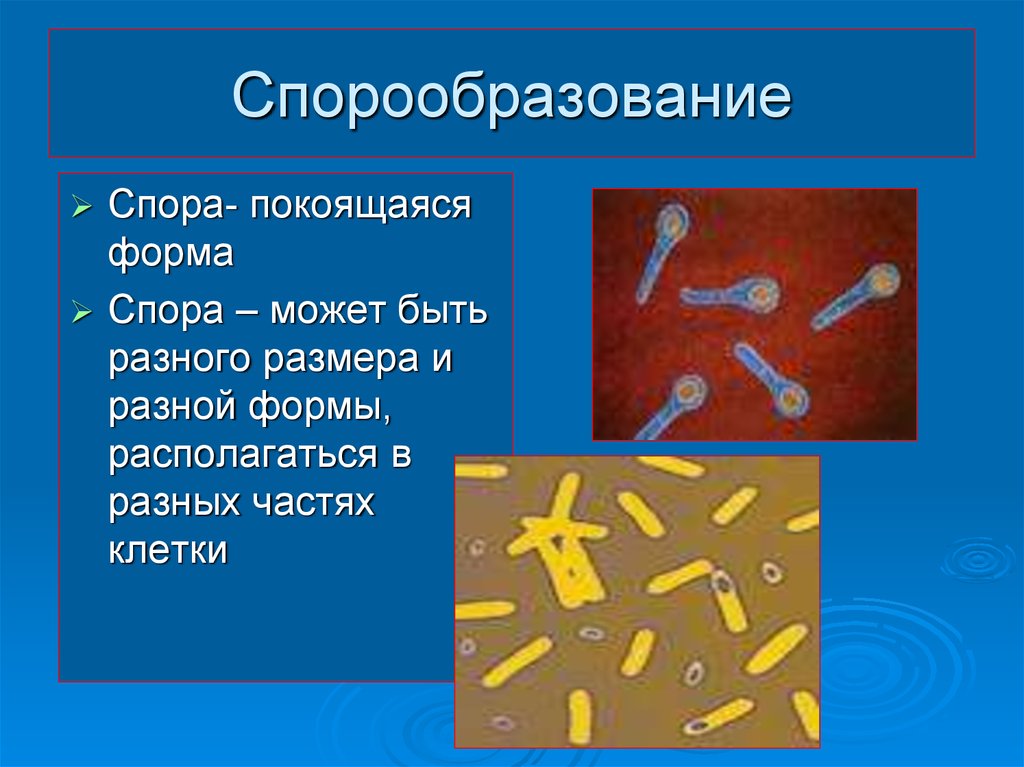 Форма спор бактерий. Покоящиеся формы бактериальных клеток. Формы спор бактерий. Строение споры бактерий. Расположение спор у бактерий.