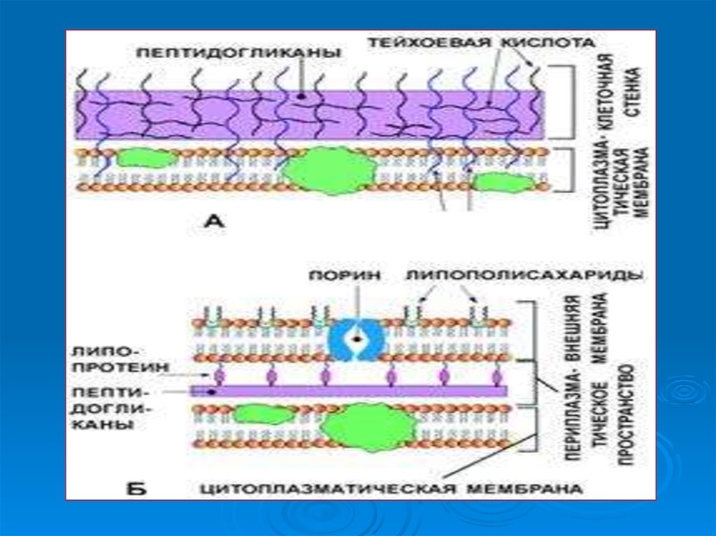 Разрушение клеточной стенки бактерий створаживание. Строение мембраны бактерий. Строение клеточной мембраны бактерий. Впячивание плазматической мембраны у бактерий. Структура мембраны грамотрицательных бактерий.