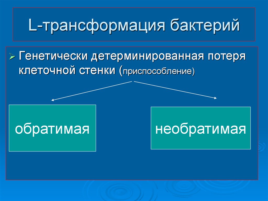 Трансформация это. L трансформация бактерий микробиология. L трансформация. Трансформированные микроорганизмы. L формы бактерий превращение.