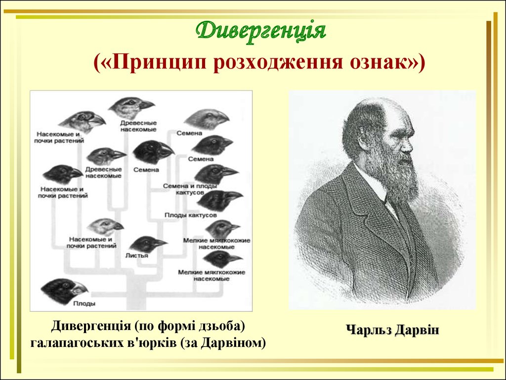 Дивергенция это. Чарльз Дарвин, видообразование. Видообразование вьюрки Дарвин. Принцип дивергенции Дарвина. Дивергенция признаков.