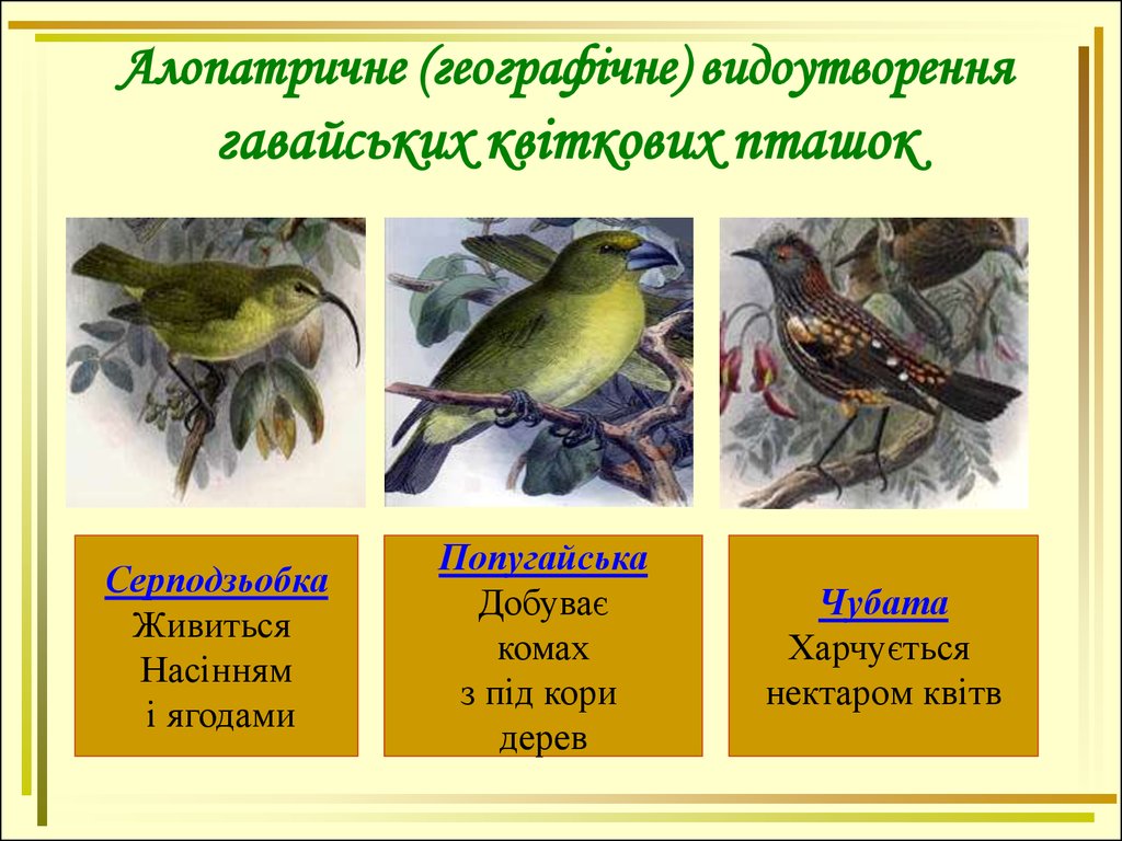 Экологическое видообразование это. Аллопатрическое (географическое) видообразование. Аллопатрическое географическое видообразование примеры. Аллопатрическое видообразование примеры. Аллопатрическое видообразование это в биологии.