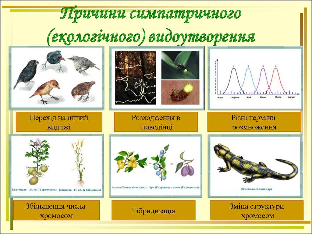 Размножение увеличение. Причины экологического видообразования. Экологическое видообразование примеры. Экологическое видообразование характеристика. Симпатическая форма видообразования.