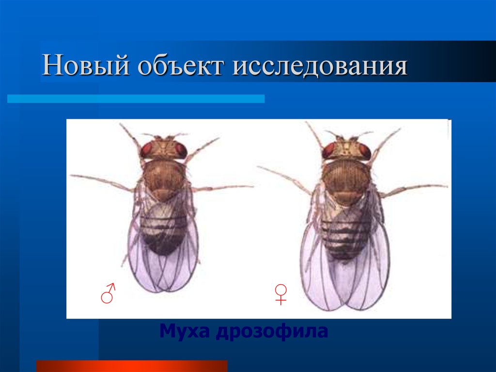 Дрозофила как объект генетических исследований презентация