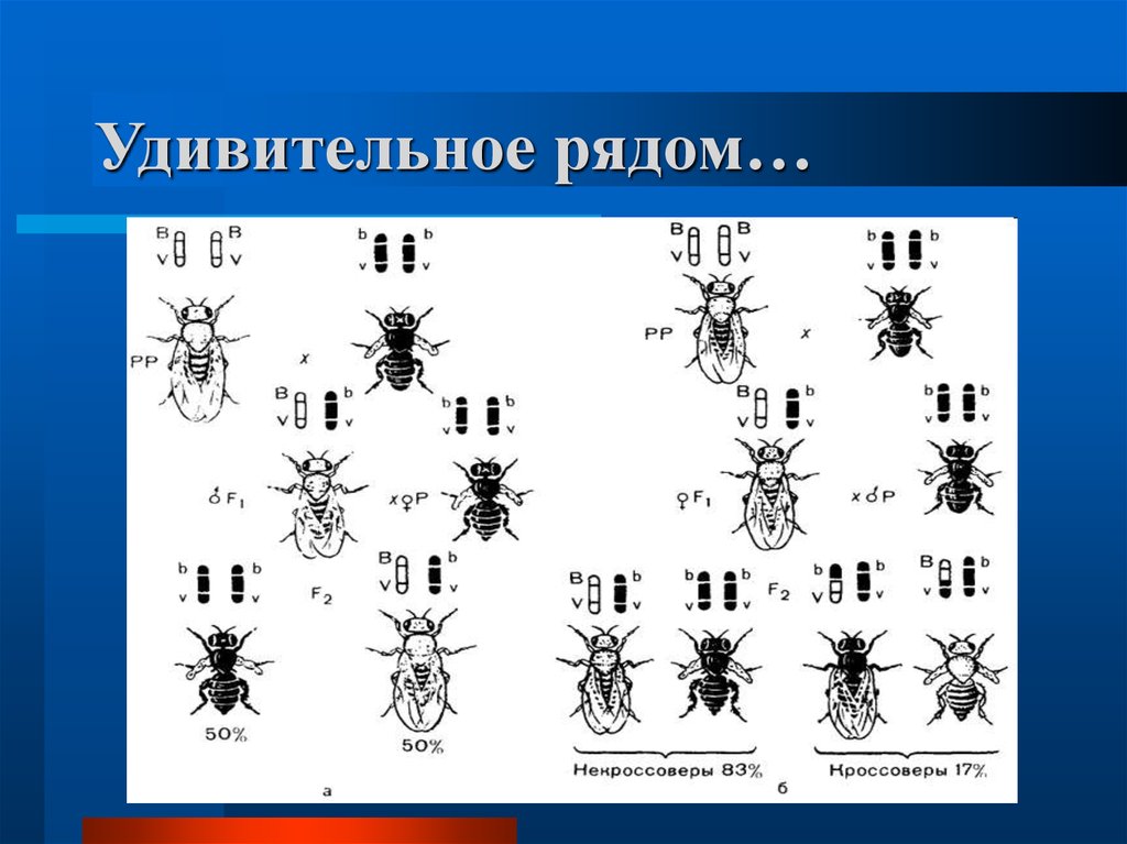 Презентация хромосомная теория наследственности 10 класс презентация