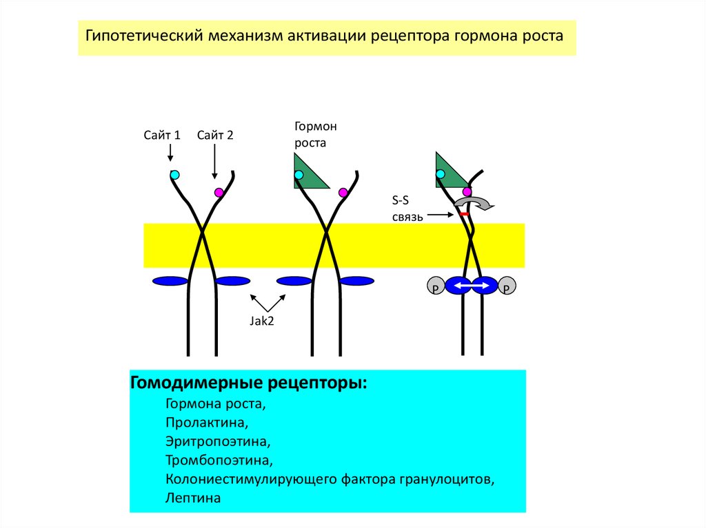Гипотетический. Механизм активации рецепторов. Механизм активации хеморецепторов. 1. Механизмы активации рецепторов.. Связь гормона и рецептора.