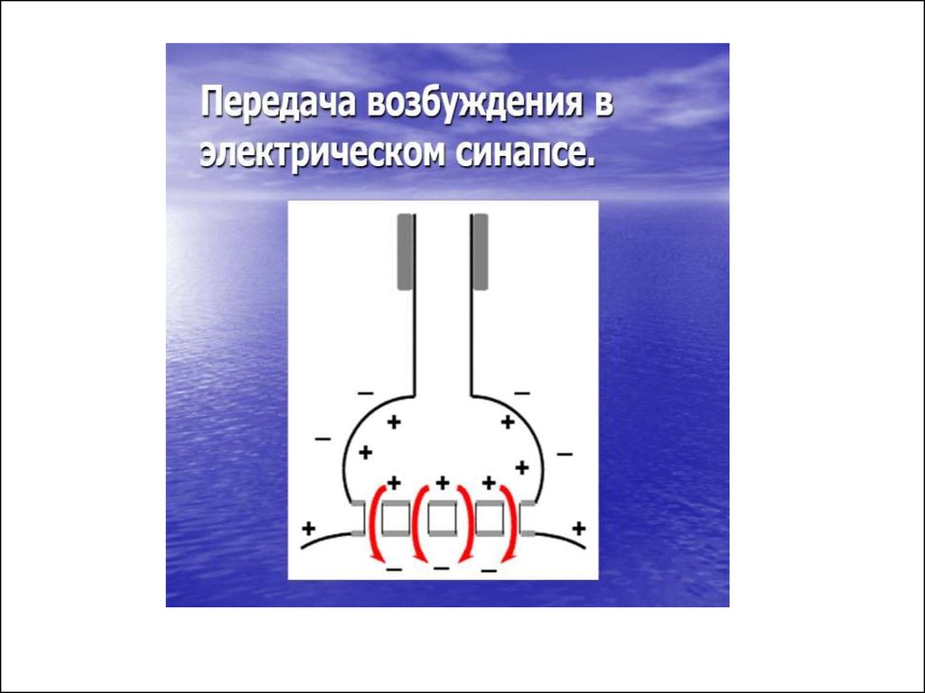 Механизм передачи химического синапса. Механизм передачи возбуждения в электрическом синапсе. Схема передачи возбуждения в электрическом синапсе. Механизм проведения возбуждения в электрических синапсах схема. Механизм синаптической передачи в электрическом синапсе.