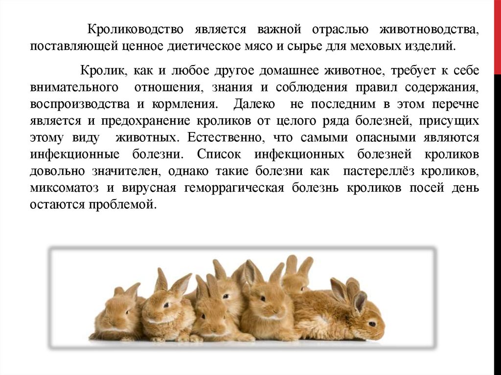 Кролик года жизни. Кролиководство доклад. Сообщение на тему кролиководство. Рассказ про кролиководство. Отрасли животноводства кролиководство.