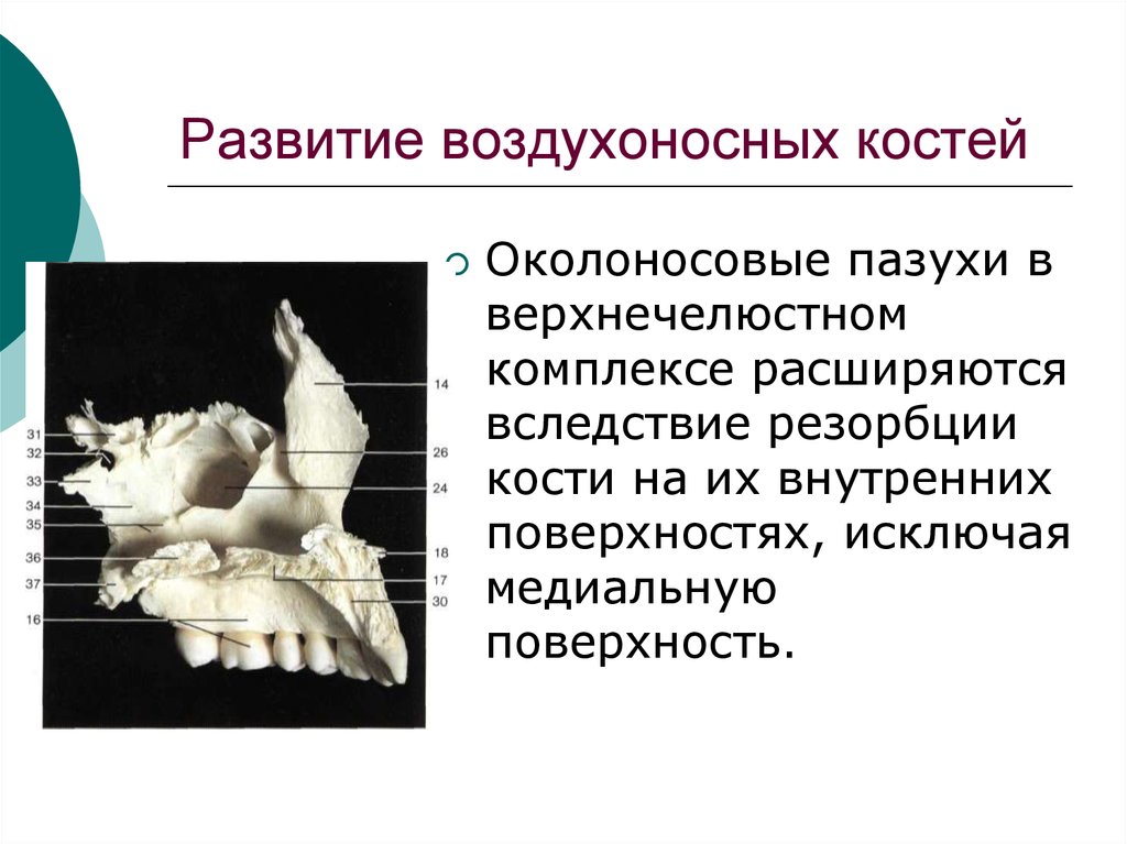 Кости имеющие воздухоносные пазухи. К воздухоносным костям относятся кости. К воздухоносным костям черепа относятся. Строение воздухоносных костей. Околоносовые воздухоносные кости это.