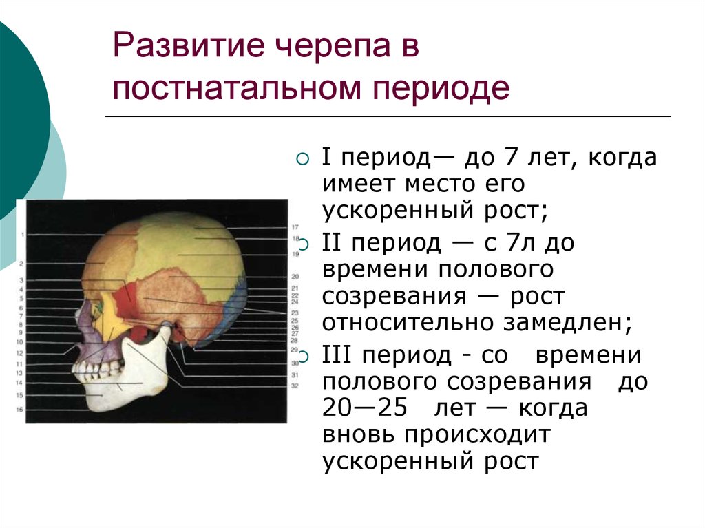 Развитие черепа в постнатальном периоде