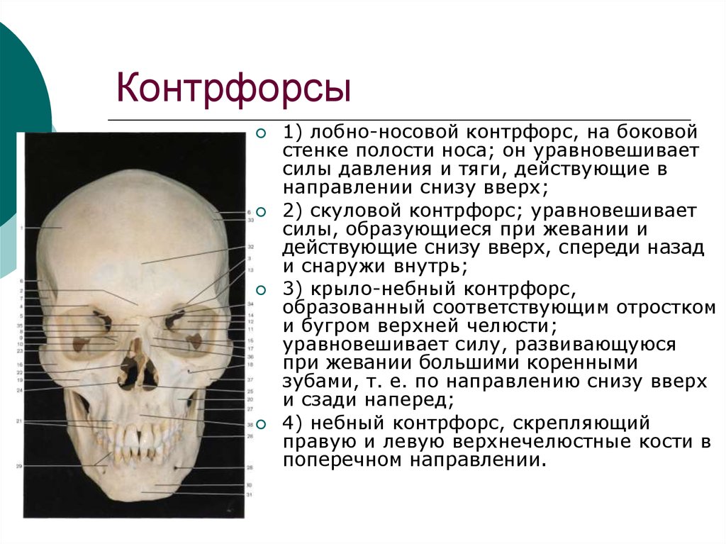 Лицевой отдел черепа особенности. Контрфорсы лицевого черепа. Контрфорсы лицевого отдела черепа. Контрфорсы черепа нижней челюсти. Контрфорсы черепа крылонебный.