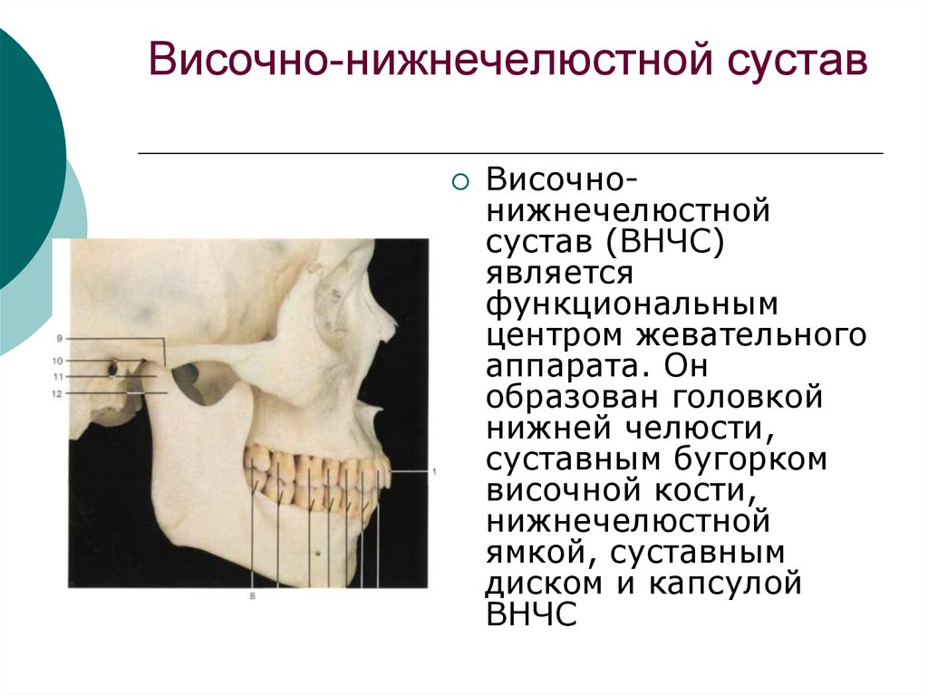 Строение височно нижнечелюстного сустава. Височно-нижнечелюстной сустав форма. Суставная ямка височно-нижнечелюстного сустава. Височно-нижнечелюстной сустав анатомия строение. Строение височно челюстного сустава.