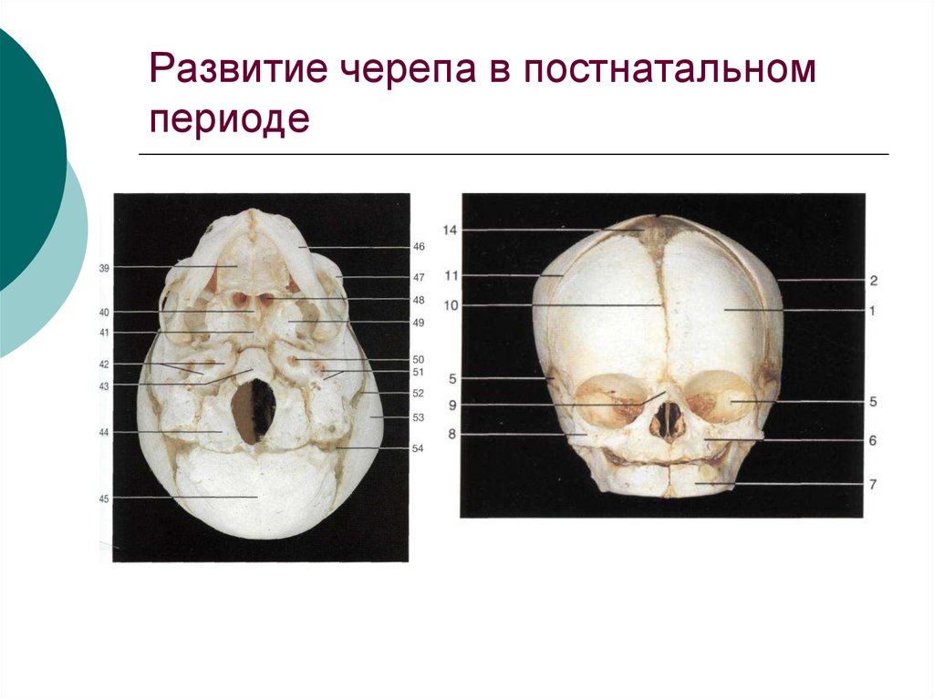 Развитие мозгового и лицевого черепа. Возрастная анатомия черепа. Возрастные изменения черепа. Формирование черепа человека.