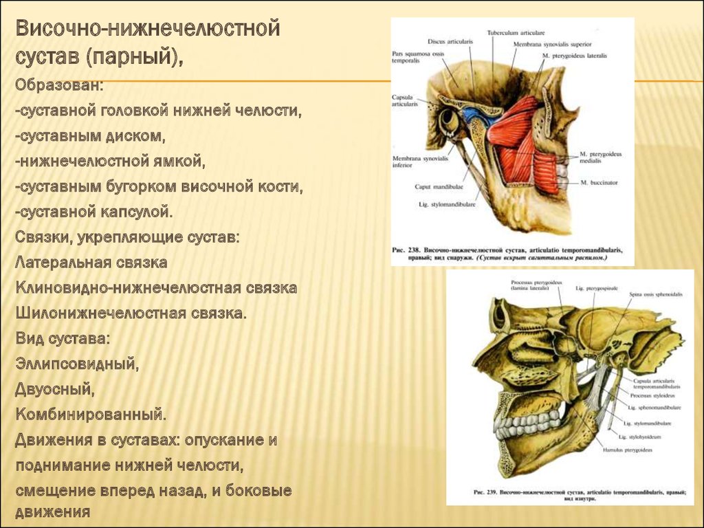 Соединение нижнечелюстной и височной кости. Синовиальная мембрана височно нижнечелюстного сустава. Клиновидно нижнечелюстная связка височно нижнечелюстного сустава. Связки ВНЧС анатомия. ВНЧС классификация сустава.
